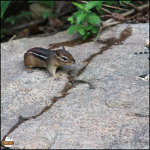chipmunk with only a stub tail on a rock