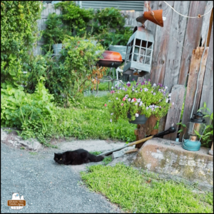 longhaired black cat lying on a path going through green grass surrounded by a rustic wooden fence and tools, a hanging flower pot, and a hanging lantern.