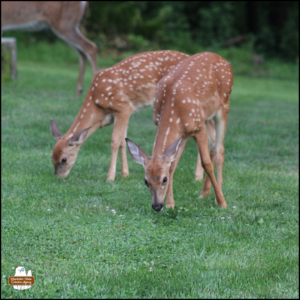 spotted deer fawns Mel and Liza nibbling at the green grass