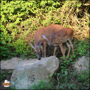deer mom Hazel and fawn eating seeds from a large rock with green bushes behind them.