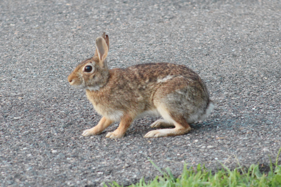 bunny rabbit on pavement between grass paused when it spotted us