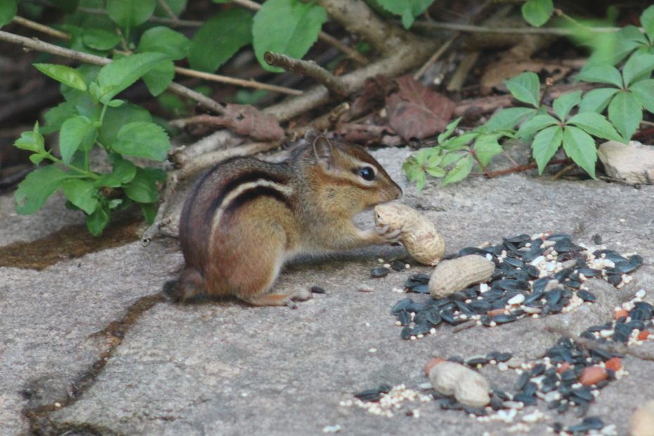 chipmunk with only a stub tail on a rock to get peanuts and seeds in front of a green bush