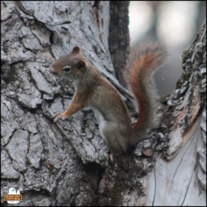 Mollie, little red squirrel with dried blood around her nose clinging to the side of a dead tree.