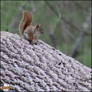 Mollie, little red squirrel with swelling on the right side of her nose, on top of a log.