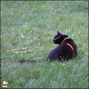 black cat Gus sitting in the green grass