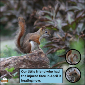 little red squirrel standing on three legs on a rock with her right arm pulled close to her chest; there's a scar on the right side of her face next to her nose; in the corner are two earlier photos showing when the nose injury was fresh; caption: Our little friend who had the injured face in April is healing now.
