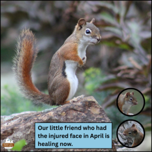 little red squirrel standing up on a rock with arms pulled close to her chest; there's a scar on the right side of her face next to her nose; in the corner are two earlier photos showing when the nose injury was fresh; caption: Our little friend who had the injured face in April is healing now.