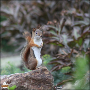 little red squirrel standing up on a rock with arms pulled close to her chest and looking at the camera.