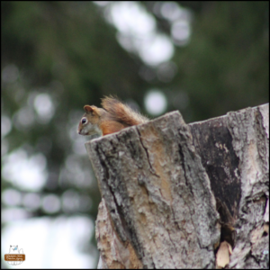 little red squirrel looking down from the top of a chopped, dead tree.