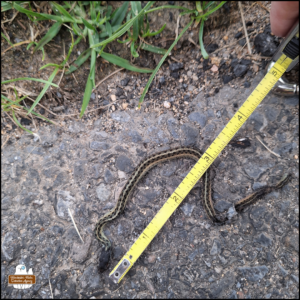 a measuring tape from the head of the dead snake's body to point where it curls around measuring approximately 3 inches while not perfectly straightened.