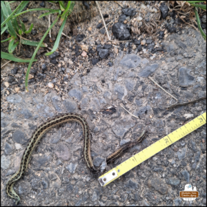 a measuring tape from the damaged area of the dead snake's body to the broken part before the tail end measuring approximately 1.75 inches.