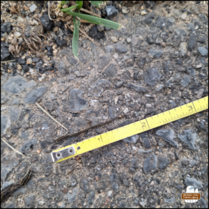 the broken off bit of tail from the dead snake's body next to measuring tape approximately 2 inches long.