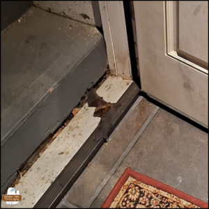big brown bat with wings spread open lying on the threshold space right before a step to the outdoors. (screen capture from video)