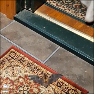 big brown bat with wings spread open lying on an area rug (screen capture from video)