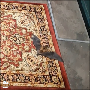 big brown bat with wings spread open lying on an area rug (screen capture from video)