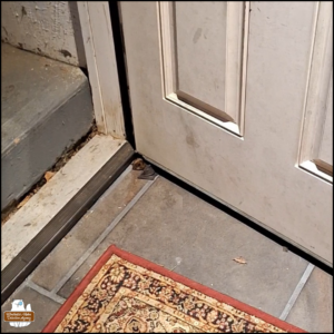 big brown bat with wings spread open lying underneath the bottom edge of the open door before a step to the outdoors.
