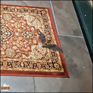 big brown bat with wings spread open lying on an area rug (screen capture from video)