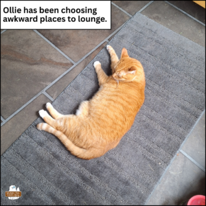 marmalade ginger tabby Ollie lying on a small grey rug on a slate floor; caption: Ollie has been choosing awkward places to lounge.