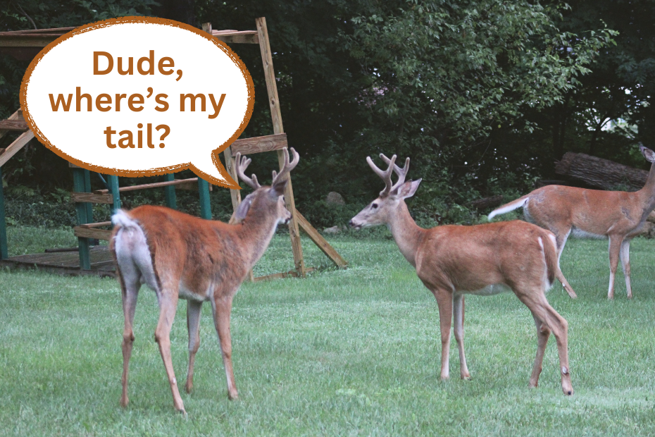 the backside of Buckgammon, small but 8 point deer showing his stub of a tail while he approaches Bucky Barnes who has a full length tail and 4 points. The 8 point buck is saying, "Dude, where's my tail?"