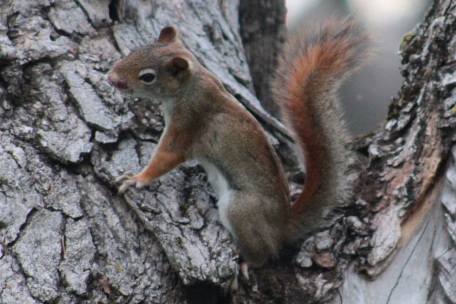 Mollie, little red squirrel with dried blood around her nose clinging to the side of a dead tree.