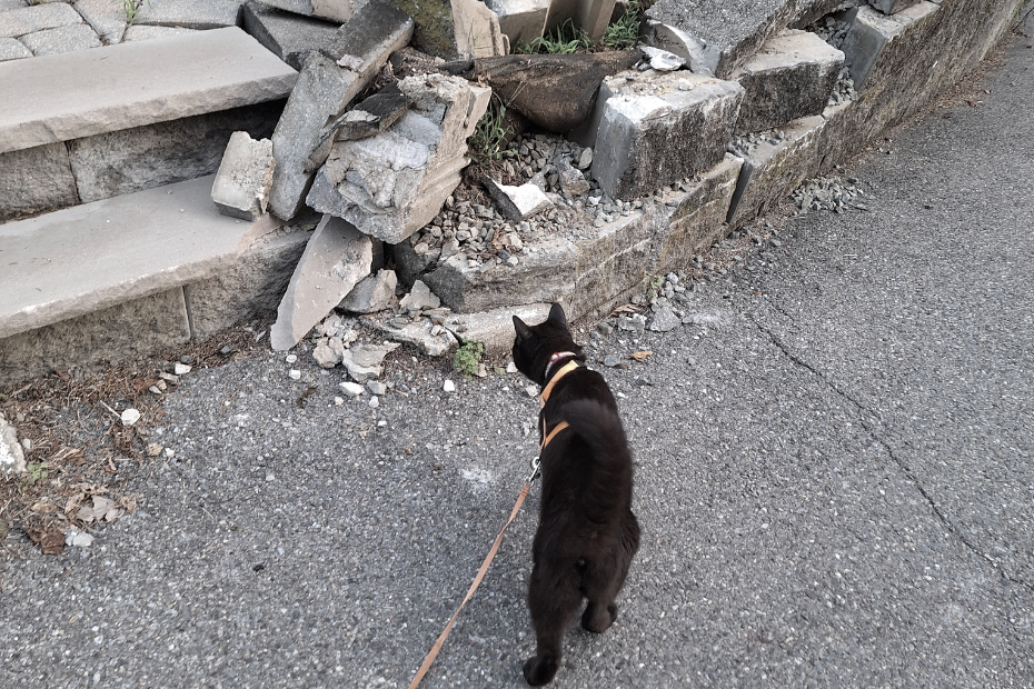 black cat Gus inspecting the broken wall of cinder blocks