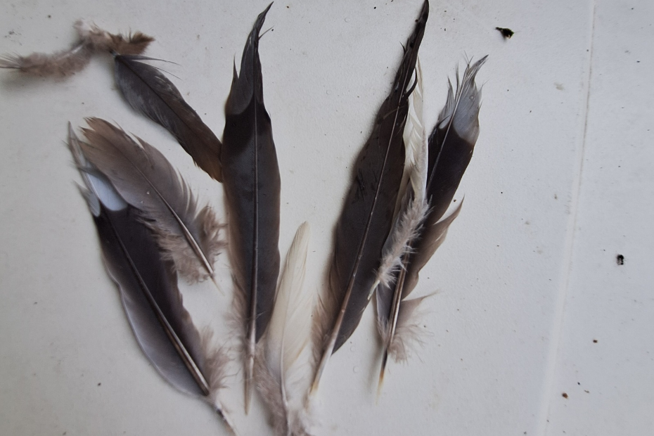 mourning dove feathers fanned out on a white surface