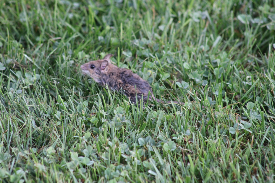 mouse covered in cat spit about to jump in the grass